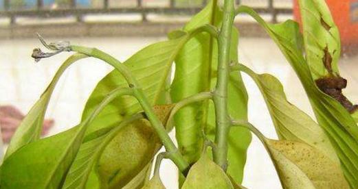 许愿豆是什么植物？它有哪些神奇的传说和用途？