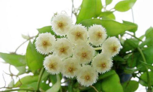 球兰用什么土栽培最好?如何选择合适的土壤类型? 球兰用什么土栽培最好?如何选择合适的土壤类型?