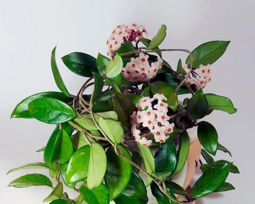 球兰用什么土栽培最好?如何选择合适的土壤类型?