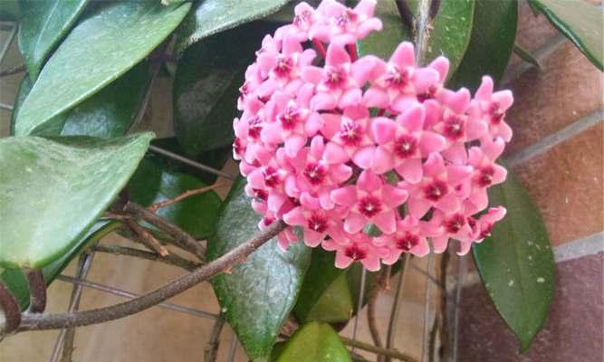 球兰用什么土栽培最好?如何选择合适的土壤类型? 球兰用什么土栽培最好?如何选择合适的土壤类型?