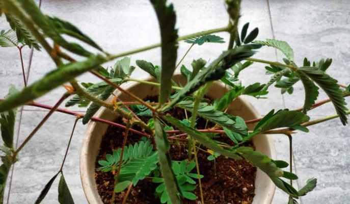 家里可以种含羞草吗?含羞草种植需要注意什么?