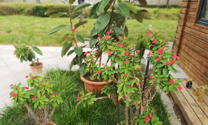 九转梅怎么养长的好?养护技巧和常见问题解答? 九转梅怎么养长的好?养护技巧和常见问题解答?