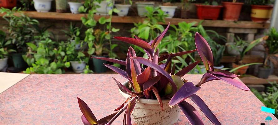 九转梅怎么养长的好？养护技巧和常见问题解答？