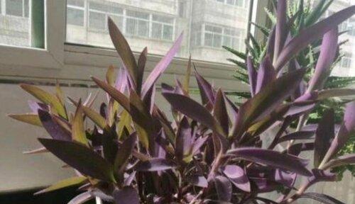 九转梅怎么养长的好?养护技巧和常见问题解答? 九转梅怎么养长的好?养护技巧和常见问题解答?