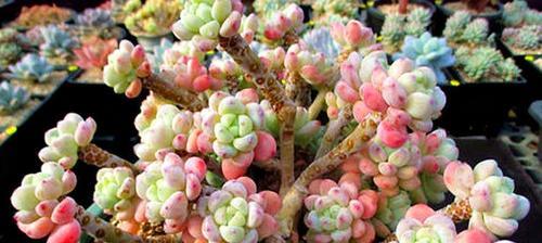 劳尔多肉土壤配制方法是什么？如何正确配制？