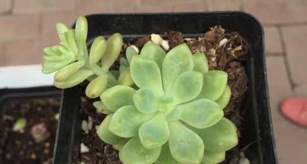 劳尔多肉土壤配制方法是什么？如何正确配制？