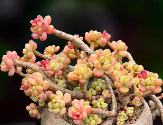 劳尔多肉土壤配制方法是什么？如何正确配制？