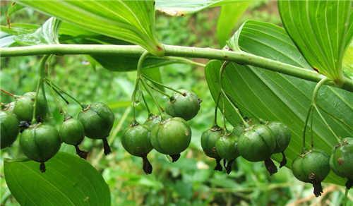 黄精生长习性有哪些？生长环境条件是什么？