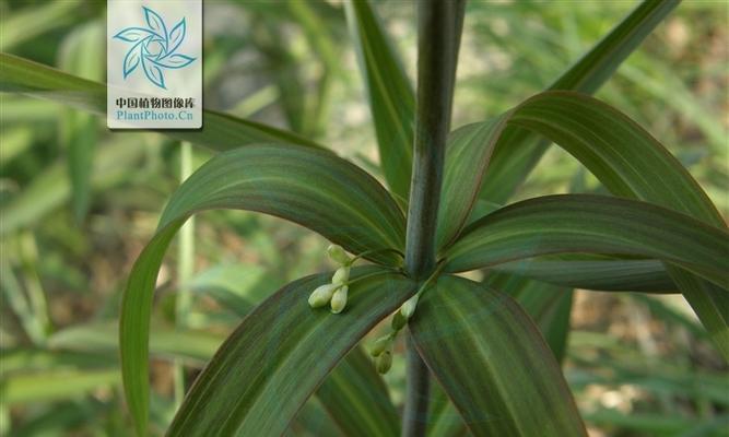 黄精生长习性有哪些？生长环境条件是什么？