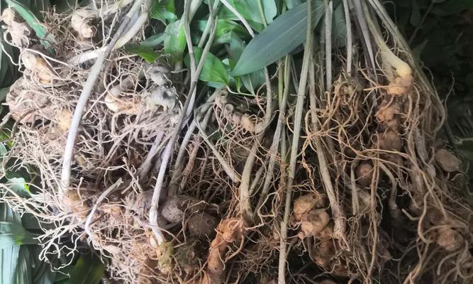 黄精生长习性有哪些？生长环境条件是什么？