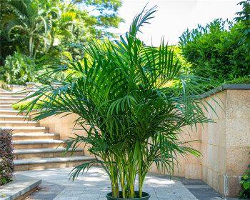 散尾葵耐寒多少度?如何在冬季保护散尾葵? 散尾葵耐寒多少度?如何在冬季保护散尾葵?