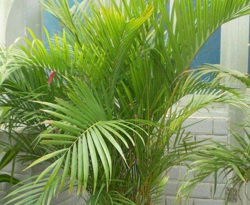 散尾葵耐寒多少度?如何在冬季保护散尾葵? 散尾葵耐寒多少度?如何在冬季保护散尾葵?