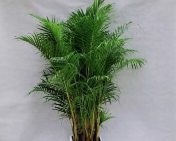 散尾葵耐寒多少度?如何在冬季保护散尾葵? 散尾葵耐寒多少度?如何在冬季保护散尾葵?