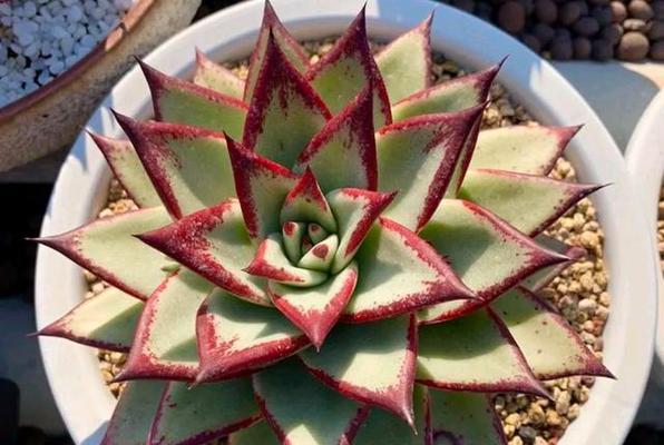 乌木多肉好养吗?养殖方法和养护要点是什么? 乌木多肉好养吗?养殖方法和养护要点是什么?