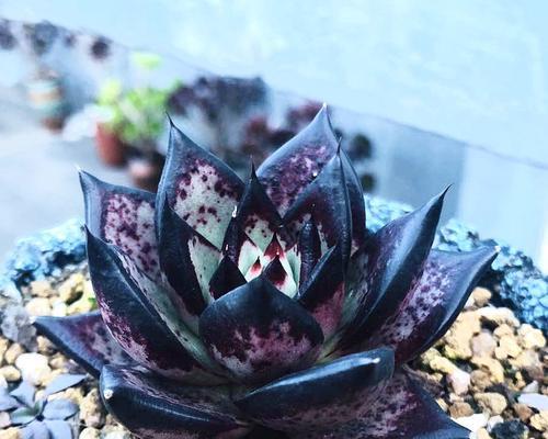 乌木多肉好养吗?养殖方法和养护要点是什么? 乌木多肉好养吗?养殖方法和养护要点是什么?