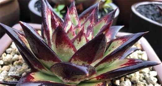 乌木多肉好养吗?养殖方法和养护要点是什么? 乌木多肉好养吗?养殖方法和养护要点是什么?