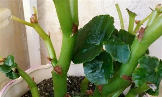 洋桔梗冬天浇水方法是什么？多久浇一次水合适？