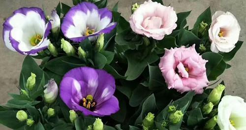 洋桔梗冬天浇水方法是什么？多久浇一次水合适？