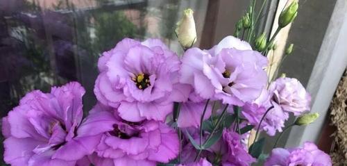 洋桔梗冬天浇水方法是什么？多久浇一次水合适？