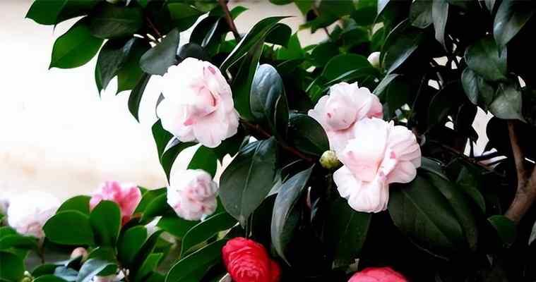 茶花怕晒太阳吗?如何正确为茶花遮阴? 茶花怕晒太阳吗?如何正确为茶花遮阴?