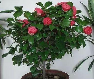 茶花怕晒太阳吗?如何正确为茶花遮阴? 茶花怕晒太阳吗?如何正确为茶花遮阴?