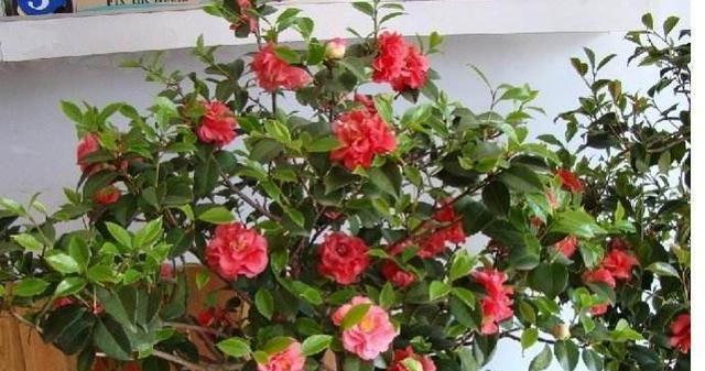 茶花怕晒太阳吗?如何正确为茶花遮阴? 茶花怕晒太阳吗?如何正确为茶花遮阴?