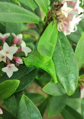 瑞香叶尖干枯怎么办？如何有效预防和处理？