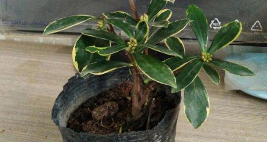 瑞香叶尖干枯怎么办？如何有效预防和处理？