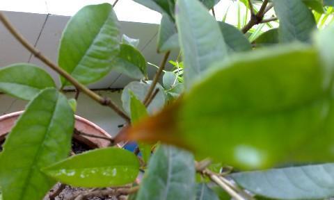 瑞香叶尖干枯怎么办？如何有效预防和处理？