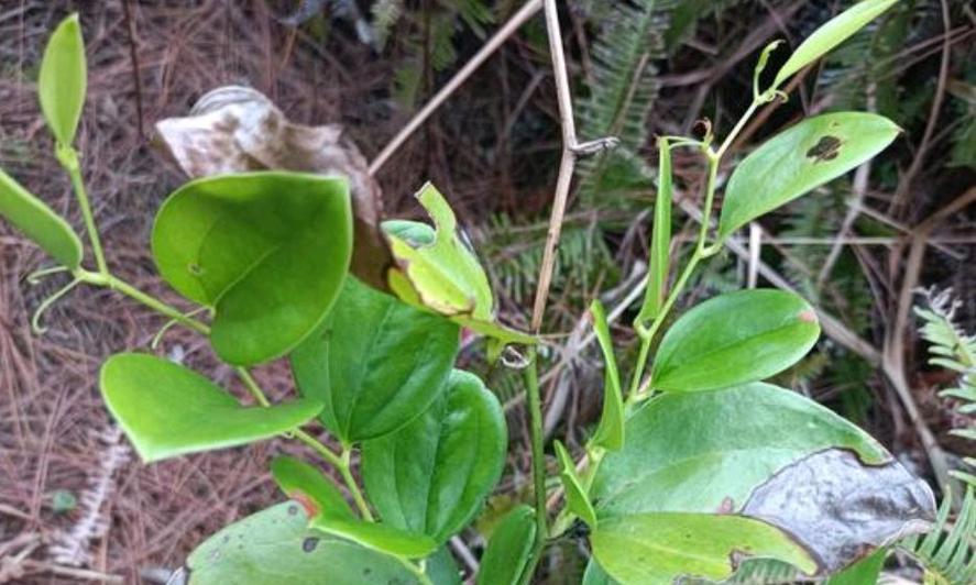 金刚藤是什么植物？它的特点和用途有哪些？