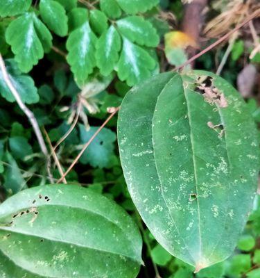 金刚藤是什么植物？它的特点和用途有哪些？