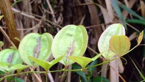 金刚藤是什么植物？它的特点和用途有哪些？