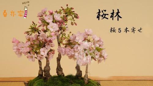 樱花可以种在花盆里吗？盆栽樱花的养护技巧是什么？