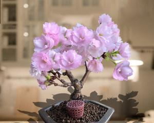 樱花可以种在花盆里吗？盆栽樱花的养护技巧是什么？
