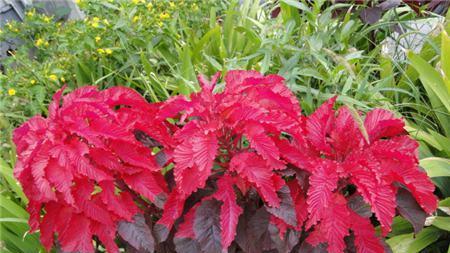 雁来红有毒吗?室内养护需要注意什么? 雁来红有毒吗?室内养护需要注意什么?