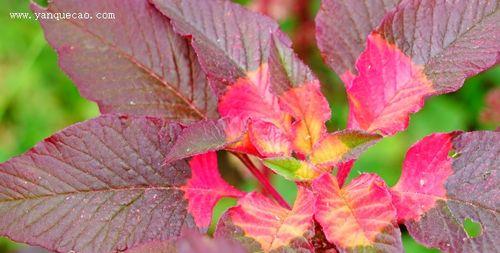 雁来红有毒吗?室内养护需要注意什么? 雁来红有毒吗?室内养护需要注意什么?