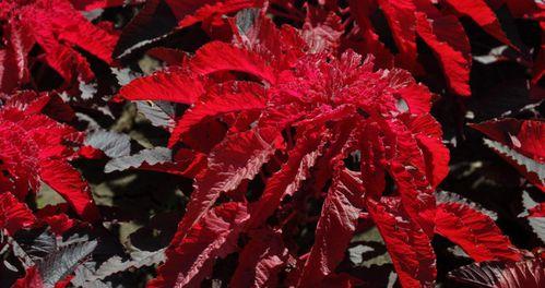 雁来红有毒吗?室内养护需要注意什么? 雁来红有毒吗?室内养护需要注意什么?