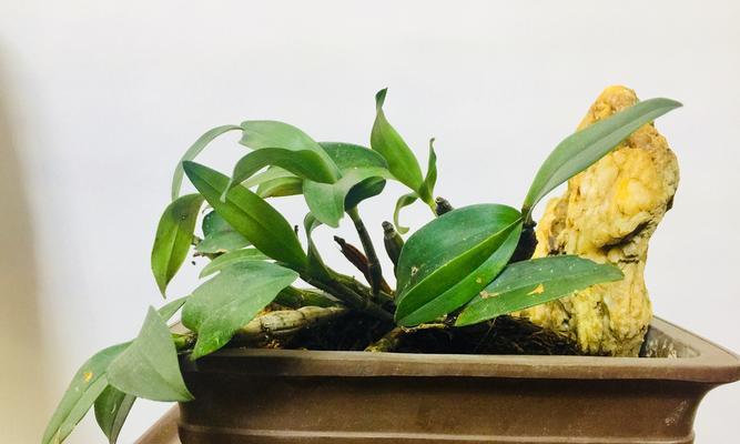 石斛一盆种几株最合适?种植石斛的黄金数量是多少? 石斛一盆种几株最合适?种植石斛的黄金数量是多少?