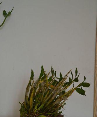 石斛一盆种几株最合适?种植石斛的黄金数量是多少? 石斛一盆种几株最合适?种植石斛的黄金数量是多少?