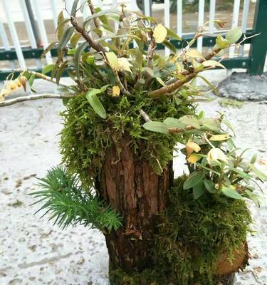 石斛一盆种几株最合适?种植石斛的黄金数量是多少? 石斛一盆种几株最合适?种植石斛的黄金数量是多少?