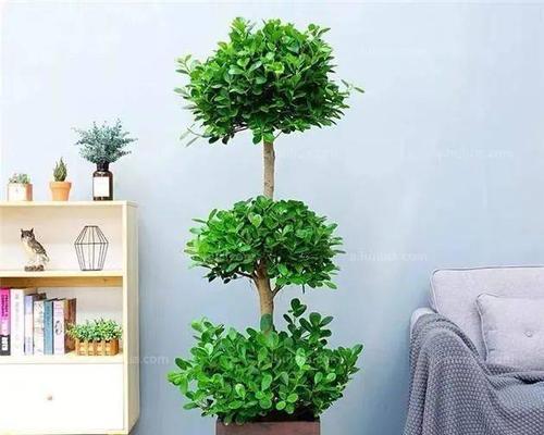 控根盆适合养什么花?有哪些花卉品种推荐? 控根盆适合养什么花?有哪些花卉品种推荐?