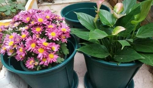 控根盆适合养什么花?有哪些花卉品种推荐? 控根盆适合养什么花?有哪些花卉品种推荐?