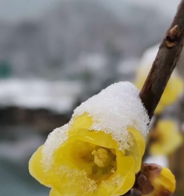 梅花耐寒多少度?如何在冬季保护梅花? 梅花耐寒多少度?如何在冬季保护梅花?