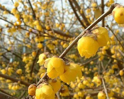 梅花耐寒多少度?如何在冬季保护梅花? 梅花耐寒多少度?如何在冬季保护梅花?