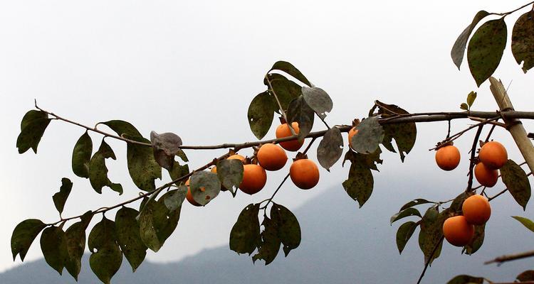 柿子几月份成熟上市？如何挑选最新鲜的柿子？
