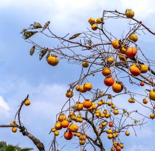 柿子几月份成熟上市？如何挑选最新鲜的柿子？