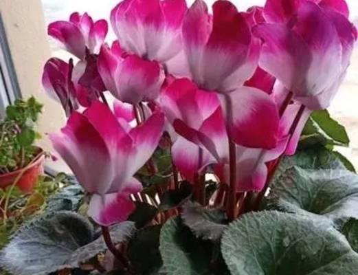 仙客来不长叶子怎么办？如何促进叶片生长？