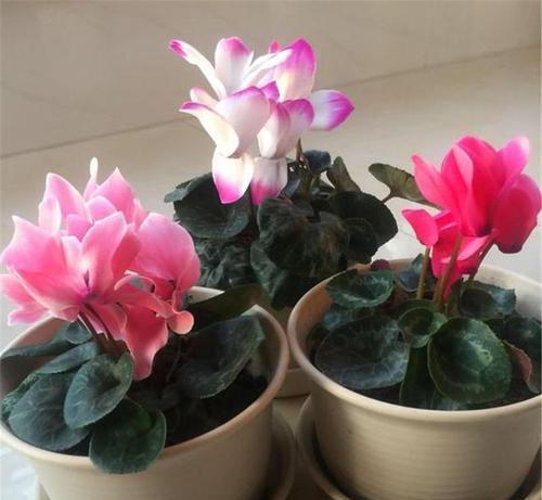 仙客来不长叶子怎么办？如何促进叶片生长？