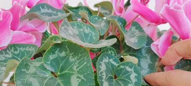 仙客来不长叶子怎么办？如何促进叶片生长？