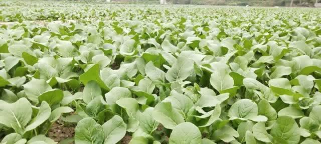 芥兰的最佳种植时间是什么时候?如何正确种植? 芥兰的最佳种植时间是什么时候?如何正确种植?